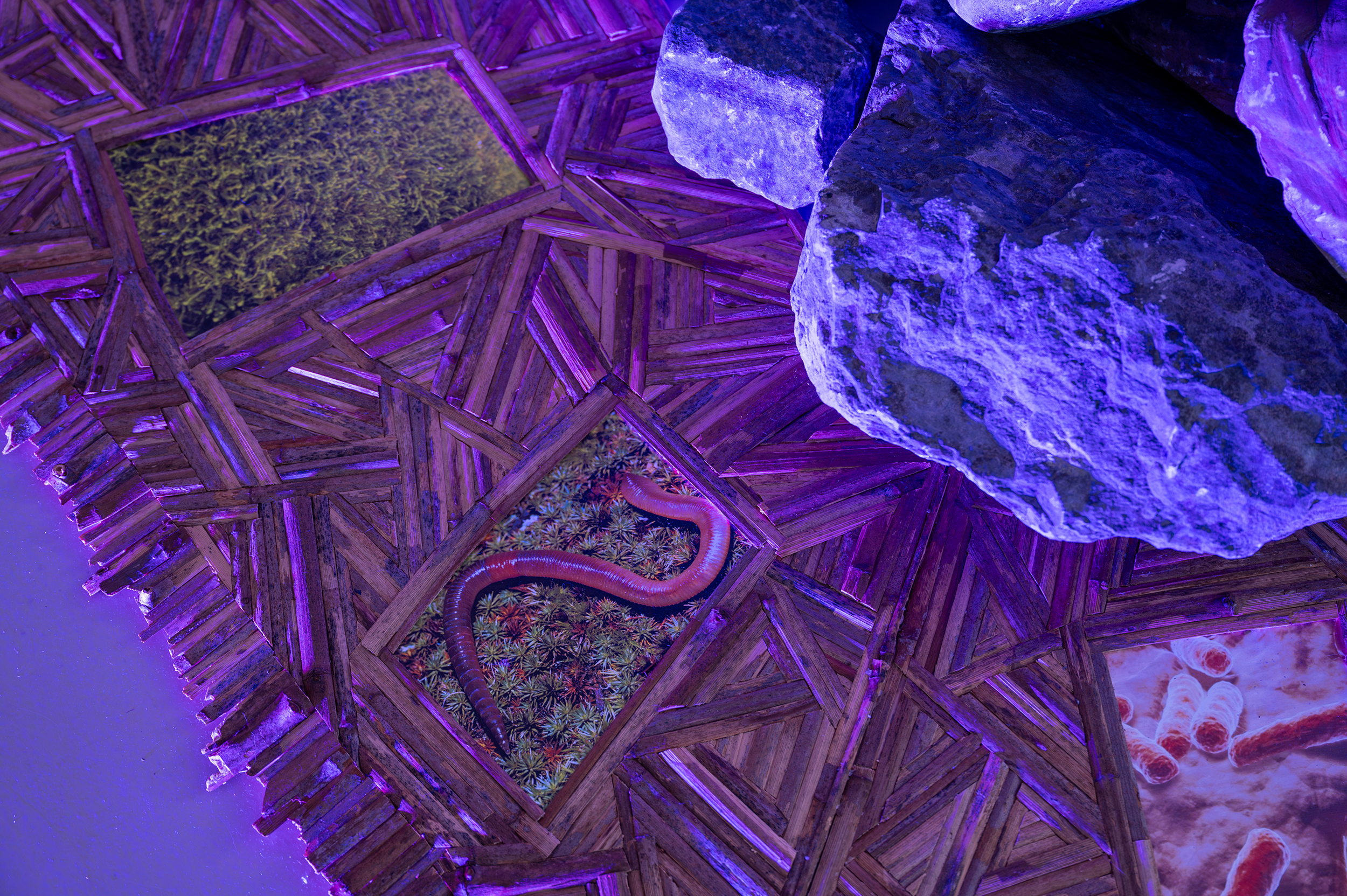 Love is blindly reaching out rhizoids and anchoring them to a rock