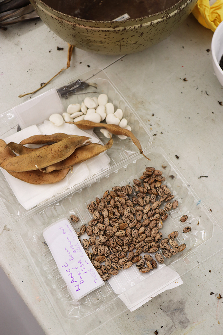 Seed Saving Celebration / Ag Céiliuruidh na Síoltai 2025