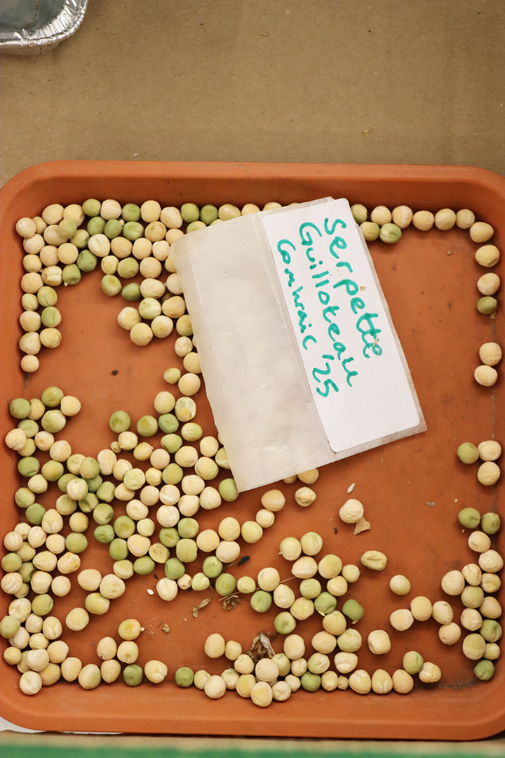 Seed Saving Celebration / Ag Céiliuruidh na Síoltai 2025