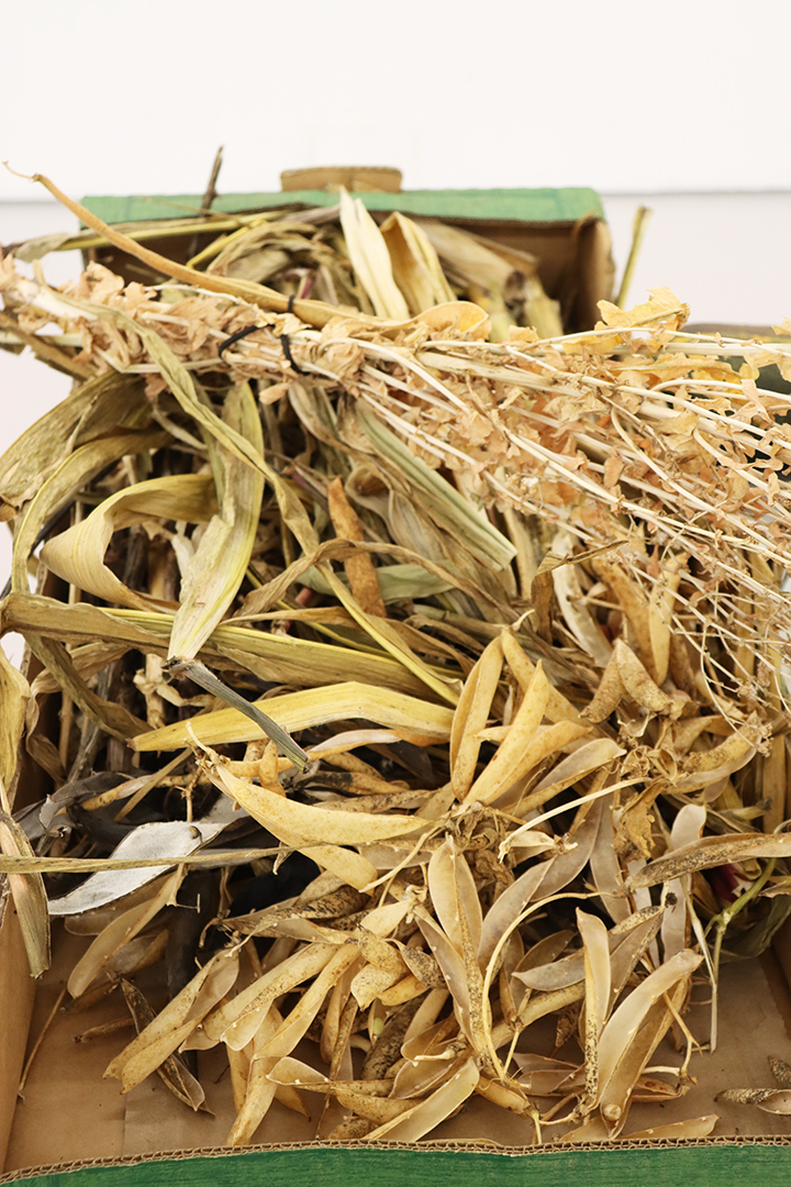 Seed Saving Celebration / Ag Céiliuruidh na Síoltai 2025