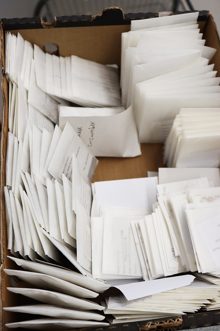 Seed Saving Celebration / Ag Céiliuruidh na Síoltai 2025