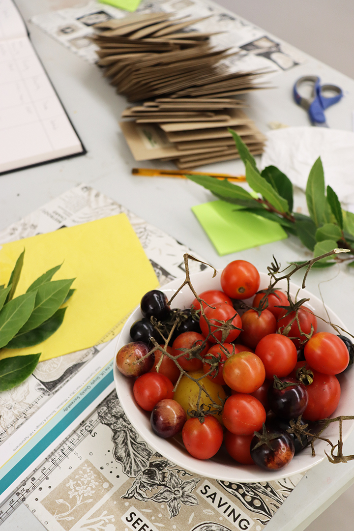 Seed Saving Celebration / Ag Céiliuruidh na Síoltai 2025