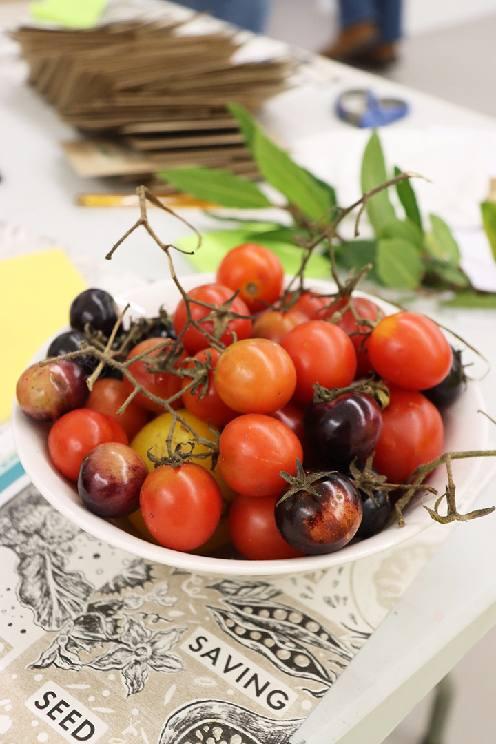 Seed Saving Celebration / Ag Céiliuruidh na Síoltai 2025