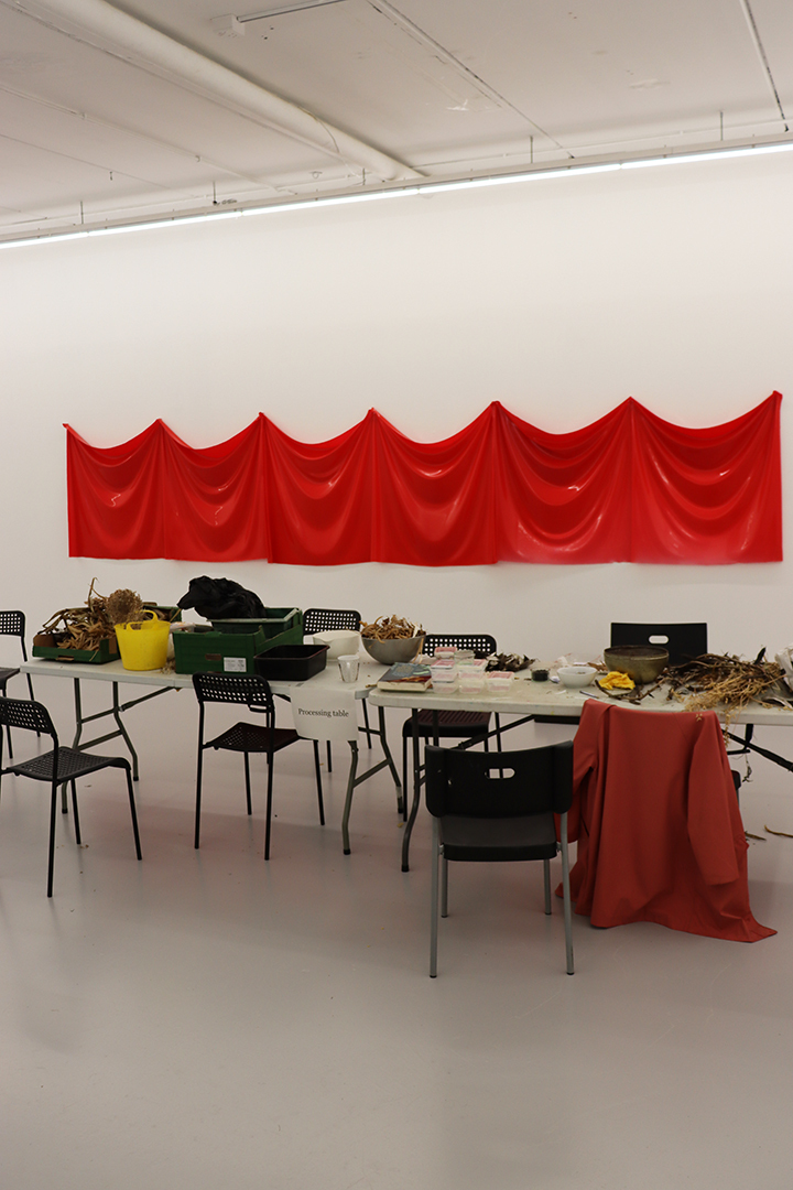 Seed Saving Celebration / Ag Céiliuruidh na Síoltai 2025