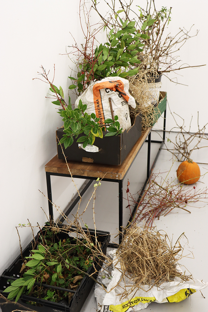 Seed Saving Celebration / Ag Céiliuruidh na Síoltai 2025