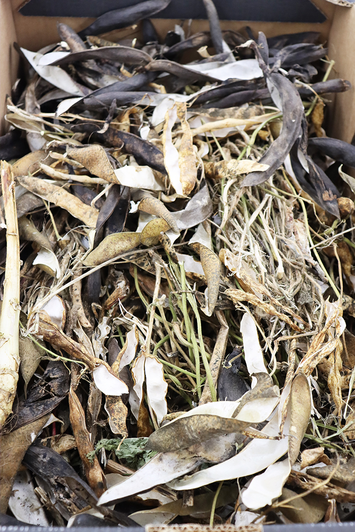 Seed Saving Celebration / Ag Céiliuruidh na Síoltai 2025