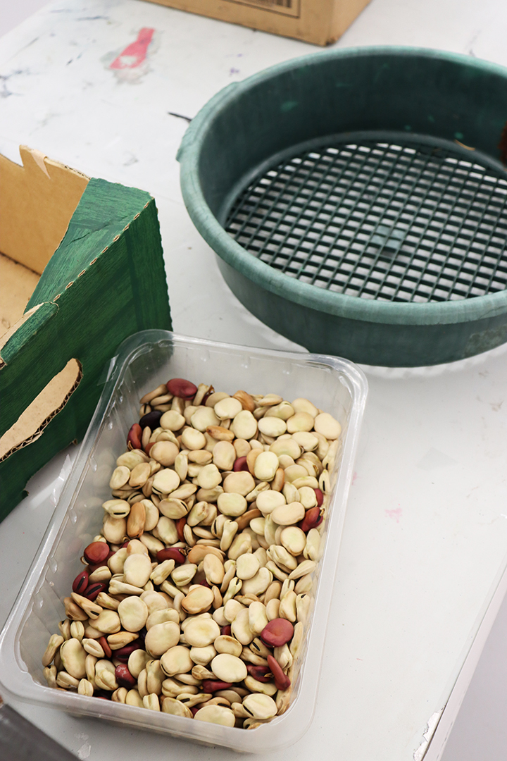 Seed Saving Celebration / Ag Céiliuruidh na Síoltai 2025