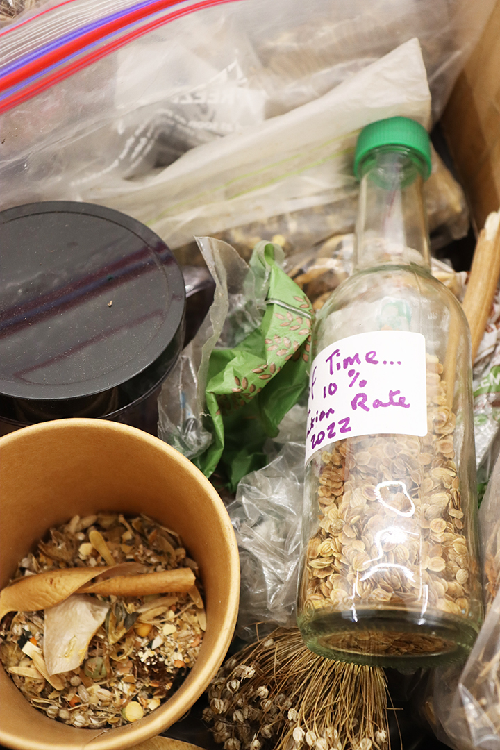 Seed Saving Celebration / Ag Céiliuruidh na Síoltai 2025