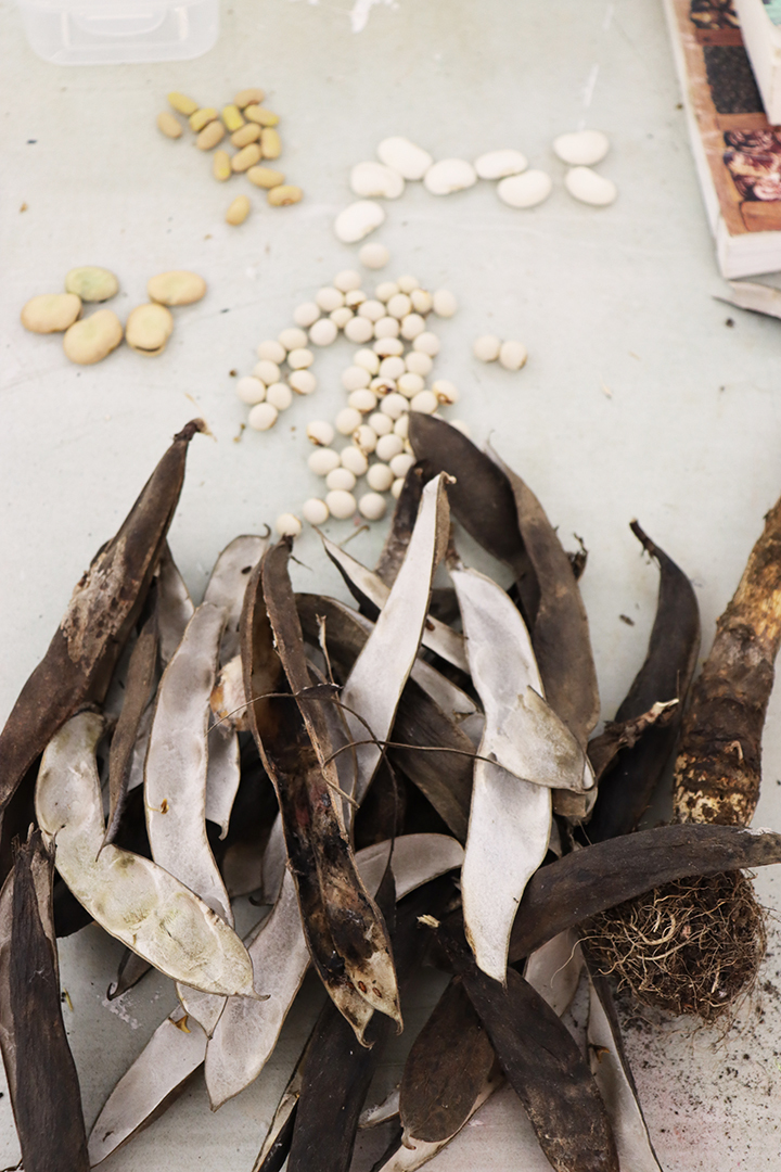 Seed Saving Celebration / Ag Céiliuruidh na Síoltai 2025