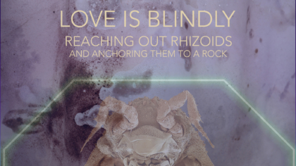 Love is blindly reaching out rhizoids and anchoring them to a rock