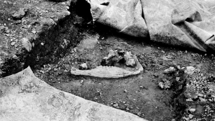 Concerning Dragon's Teeth