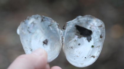 IT’S NOT CLEAR FROM HERE