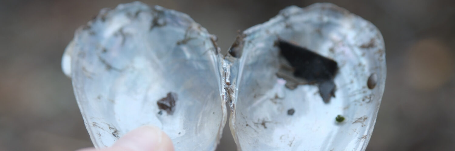 Sabi Nicholson Dislocations 2025